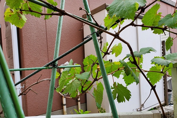 2019105